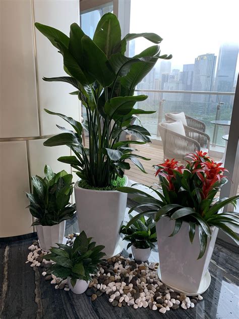 綠植物